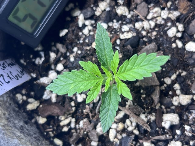 s1 Jokerz — vegetative, day 18