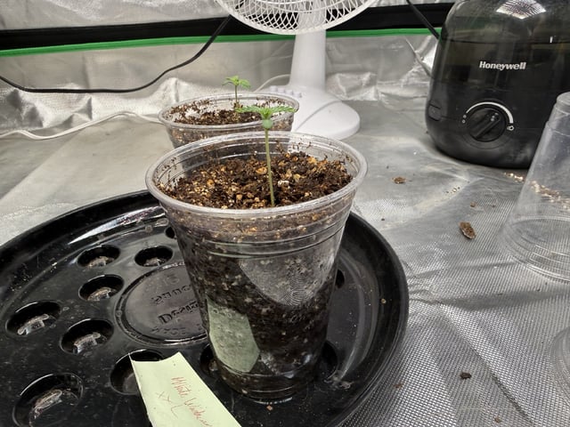 Late Season Start  — germination, day 7