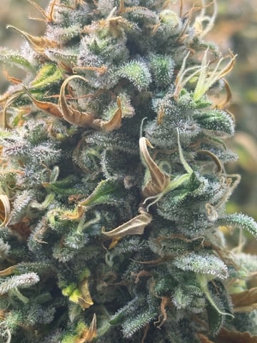 Green Crack — flower, day 29