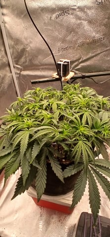 newest ggs setup grow — flower, day 35