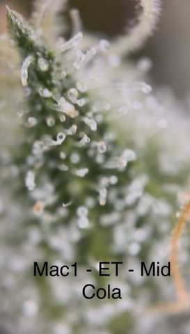 First Grow (Hydro) — flower, day 142