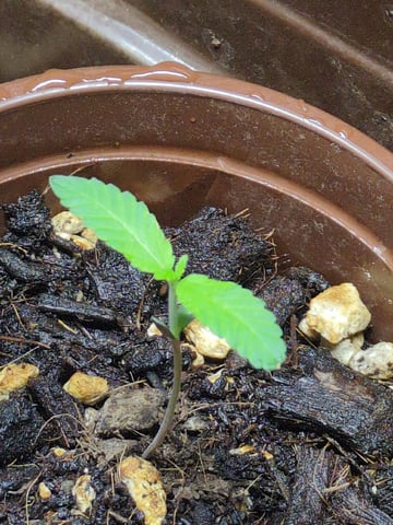 Audrey III — seedling_rooting, day 6