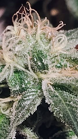 first grow  — flower, day 53