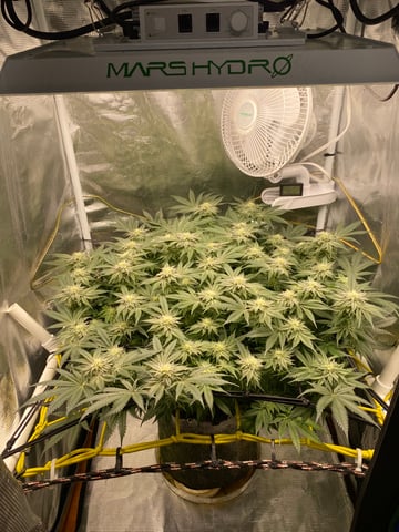blackberry marshmallows  — flower, day 105
