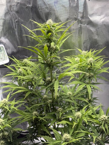 Indoor — flower, day 48