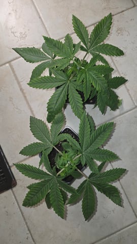 Original 1990 genetics  — vegetative, day 30