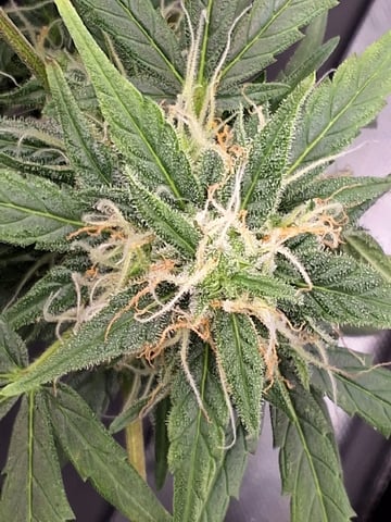 BABY SISTER — flower, day 73