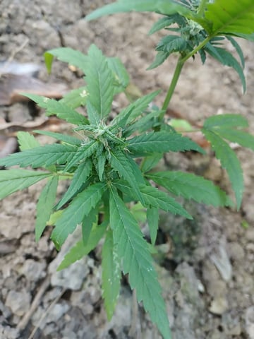 High grade — flower, day 1