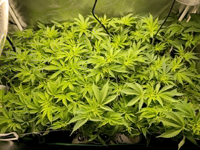 Kushberry Moonrocks — flower, day 54