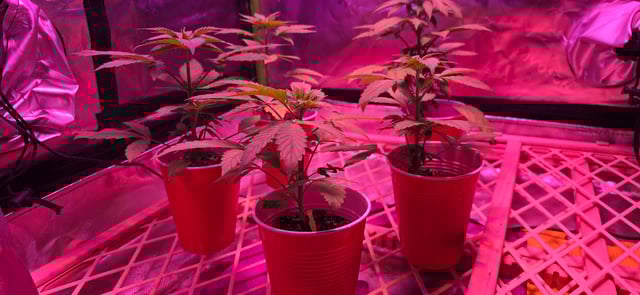 basement grow — vegetative, day 29