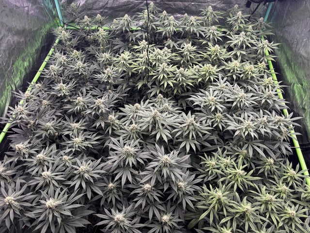 Pink Passion Fruit — flower, day 76