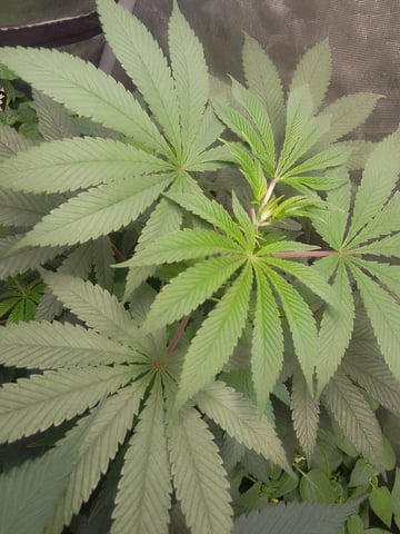 blue dream bag seed — vegetative, day 43