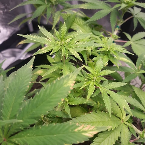 Mystery Seeds — flower, day 3