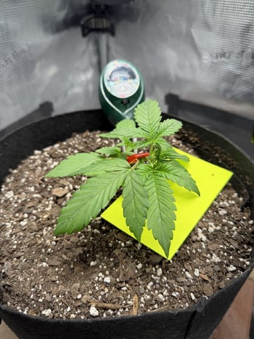 Gorilla Cookies 2nd Try — vegetative, day 26