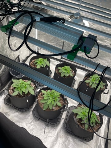 1st Ever Grow (GodFather OG) (Coco) — vegetative, day 25