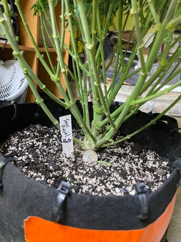 Autos and sour diesel! — flower, day 71