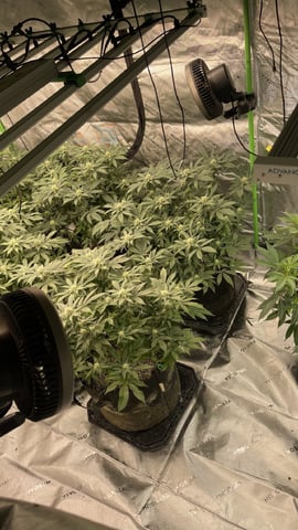 1st Ever Grow (GodFather OG) (Coco) — flower, day 109