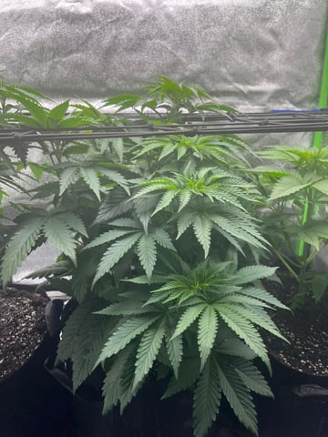 My First Four — vegetative, day 52