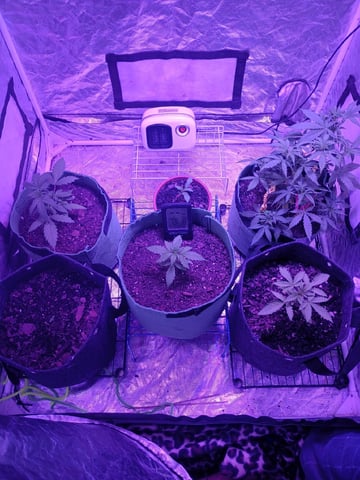 First autos  — vegetative, day 40