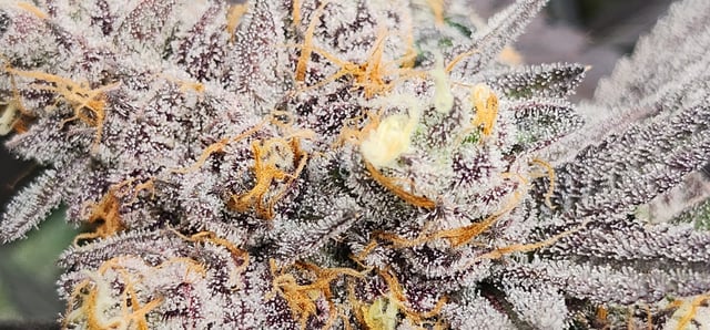 First clones (Dr nefario)  — flower, day 88