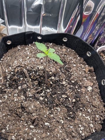 Zkittlez (Auto) — seedling_rooting, day 10