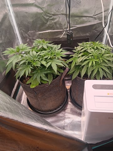 Master Kush — vegetative, day 30