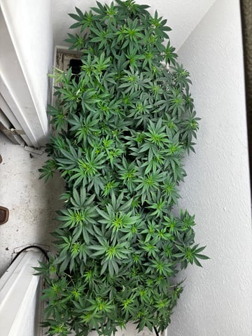 Outdoor Grow — vegetative, day 52
