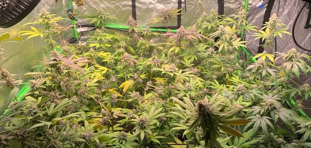 Papaya Frosting  — flower, day 114