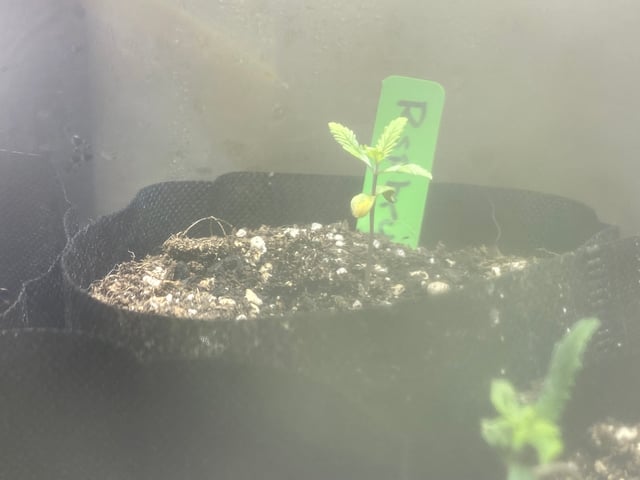 Auto Run #1 2025-2026 — seedling_rooting, day 13