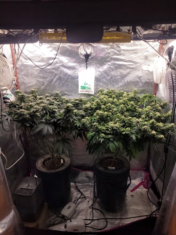 4th Grow — none, day 2