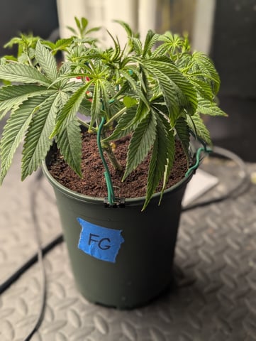 EG/SM/SG/CW — vegetative, day 31