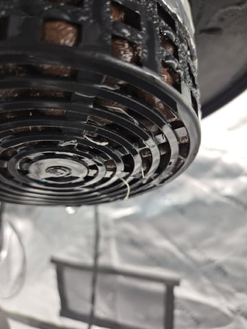 BABY SISTER — seedling_rooting, day 17