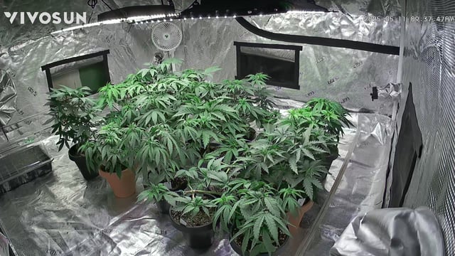 outdoor start/indoor 2025 — vegetative, day 63