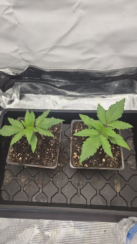 lilac diesel Rbx2 — seedling_rooting, day 18