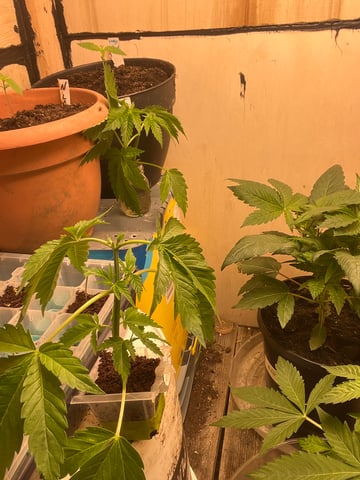 AK Clone — seedling_rooting, day 1