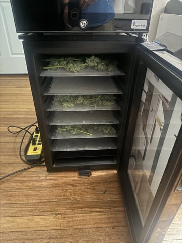 Start over! — flower, day 104
