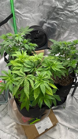 CB (Fem Photo) — vegetative, day 14