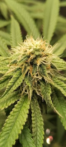 winter grow — flower, day 119