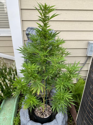 widows’ mimosa f1 — flower, day 98