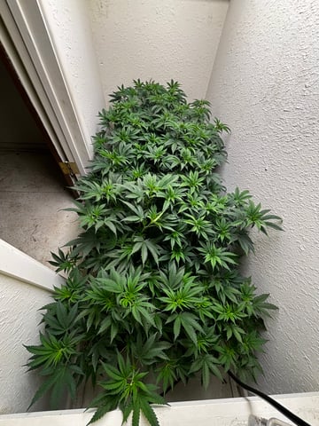 Outdoor Grow — vegetative, day 54