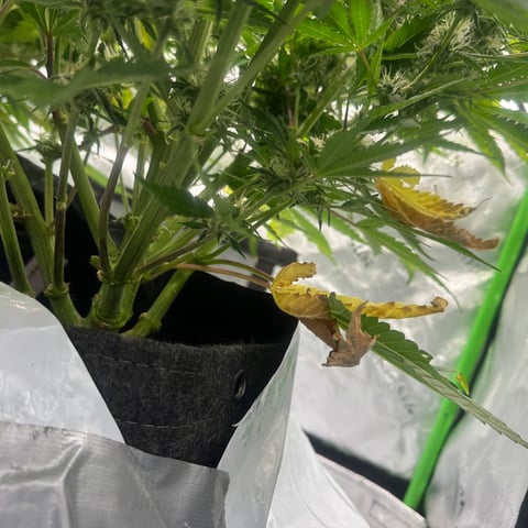 Ztrawberriez (Auto) 2026 - 1 — flower, day 60