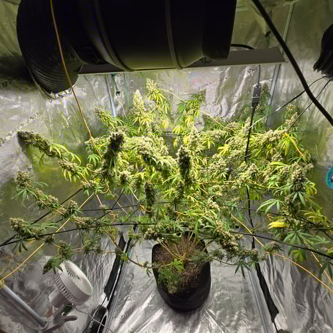 Big Momma Blue Dream  — flower, day 65