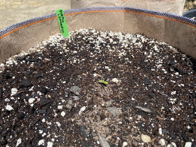 Auto Grow #2 2026 — germination, day 6