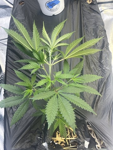 Humboldt, Hella Jelly. Jelly Donut  — seedling_rooting, day 21