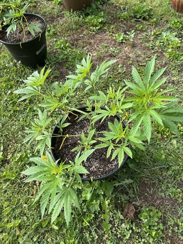 2026 Outdoor — vegetative, day 50