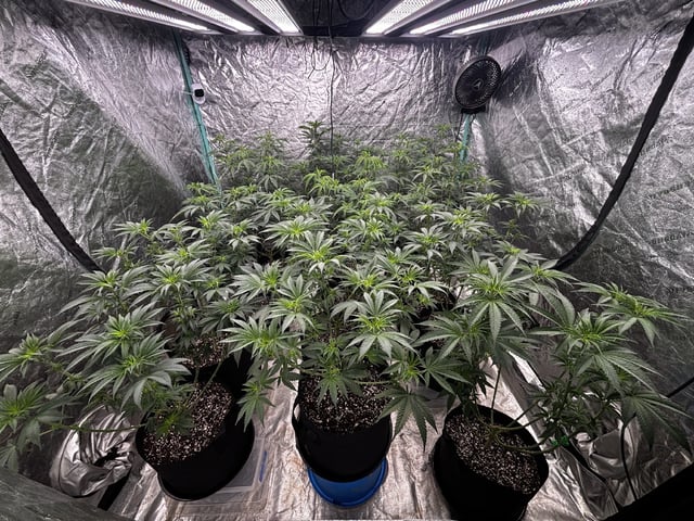 PKB remix/PotG — flower, day 75