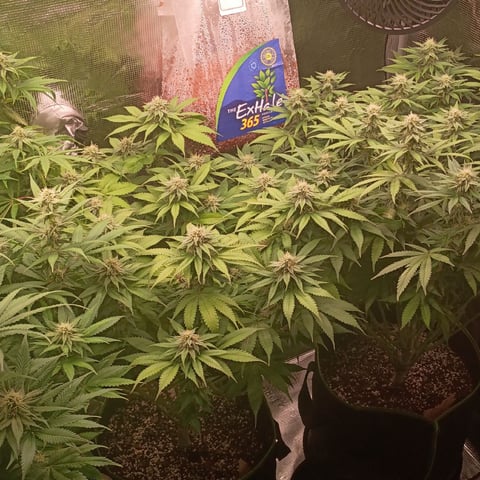 TentPlantLightFan — flower, day 101