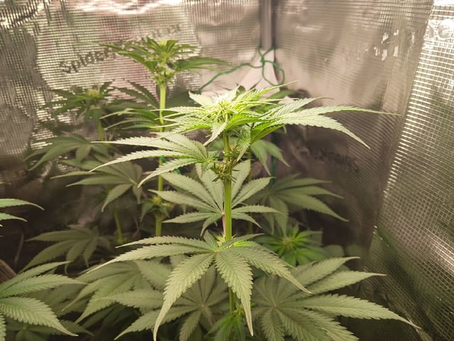 Gorilla Sherbert Feminized From Blimburn Seeds  — flower, day 51
