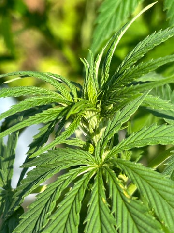 White Widow Twins — flower, day 77