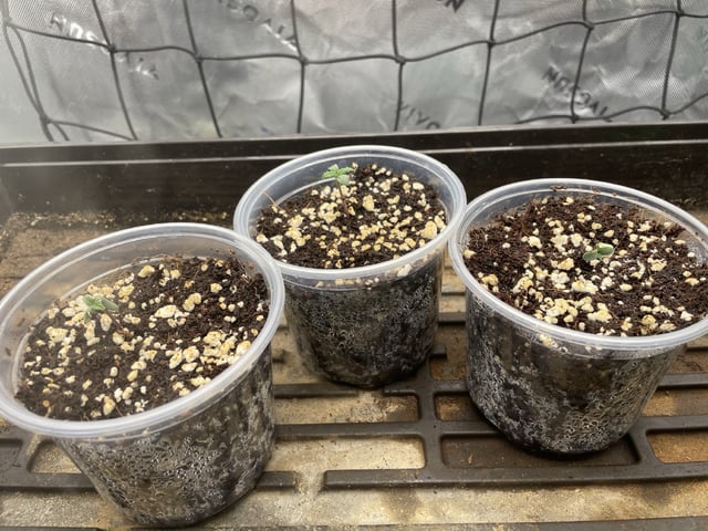 Royal Dwarf — germination, day 1